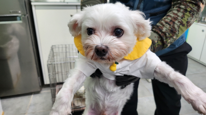 말티즈 이미지 파일 입니다.