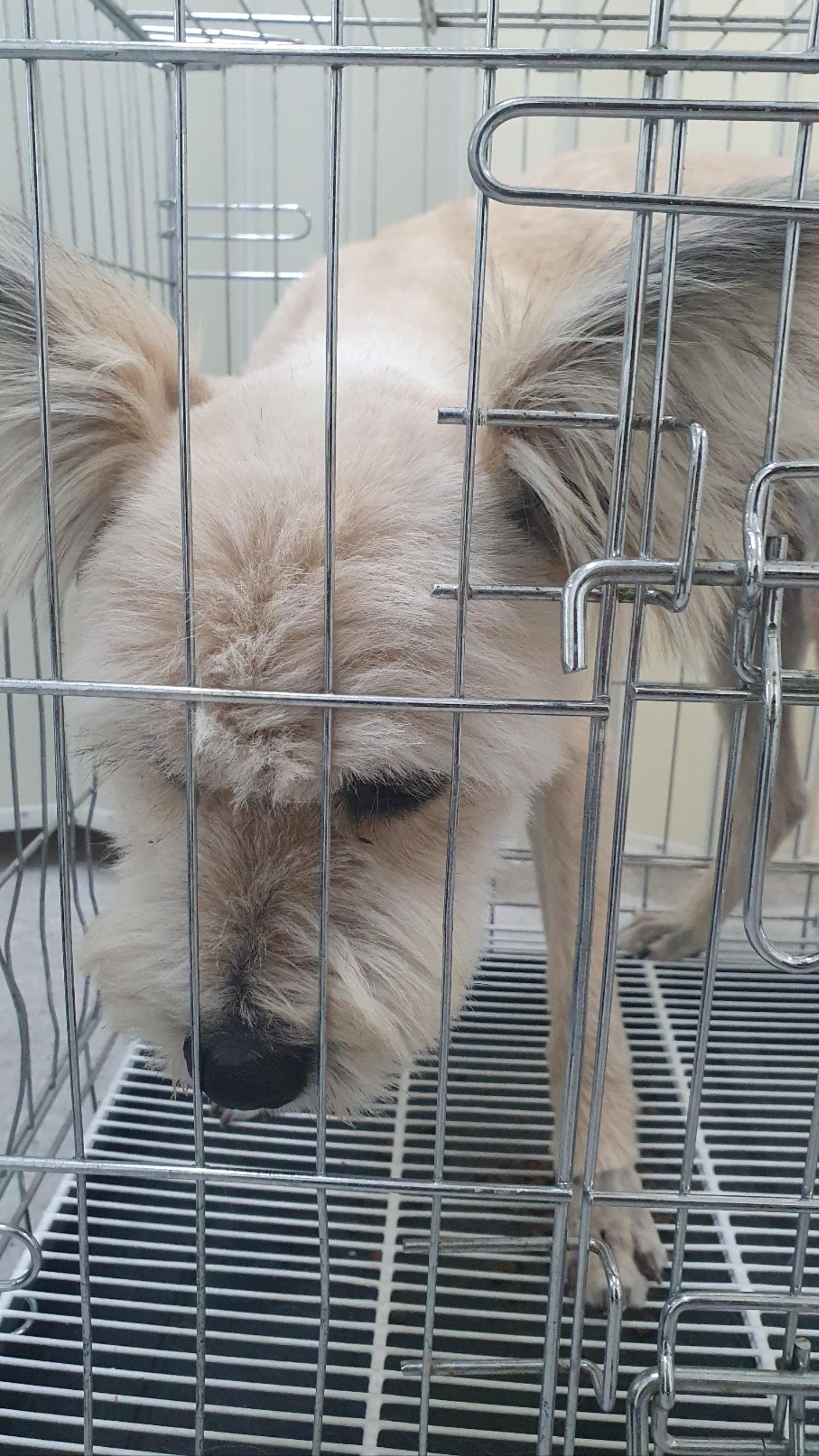 믹스견 이미지 파일 입니다.