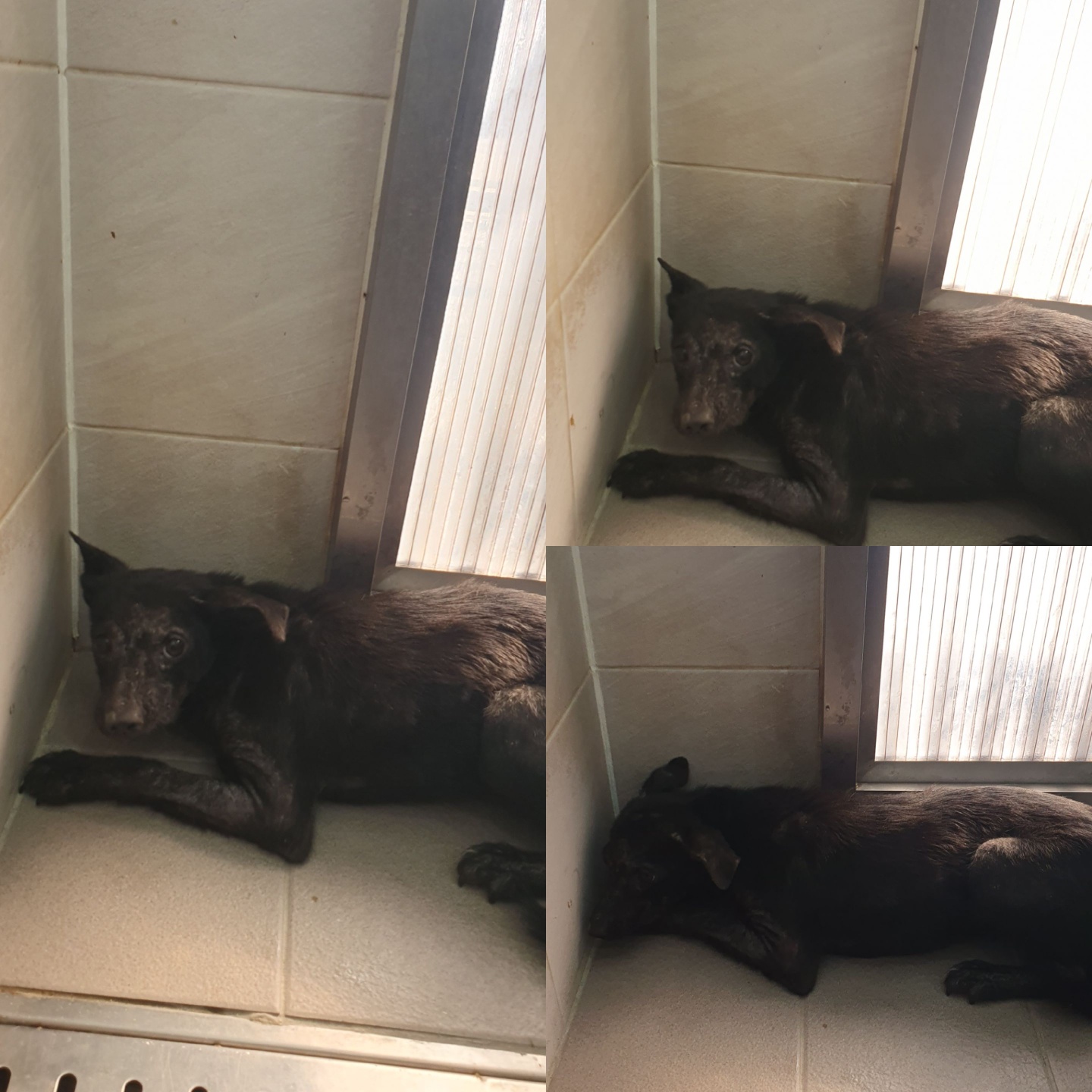 믹스견 이미지 파일 입니다.