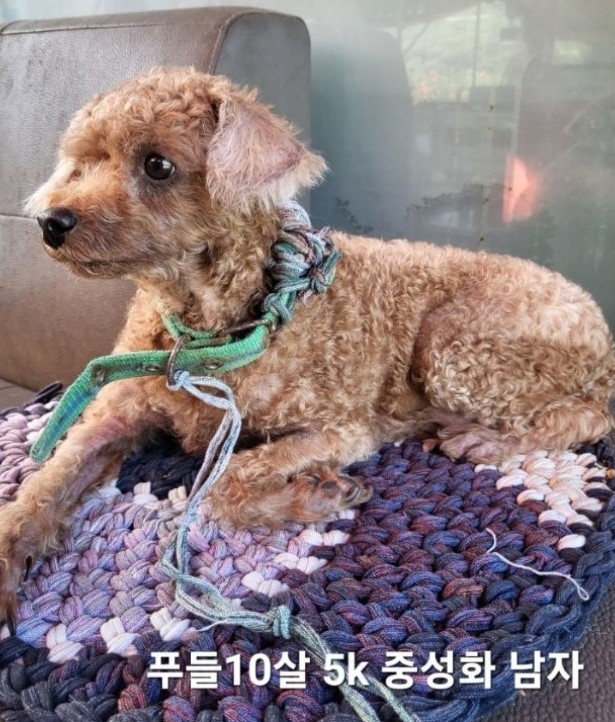 푸들 이미지 파일 입니다.