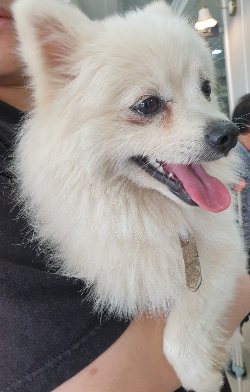 포메라니안 이미지 파일 입니다.