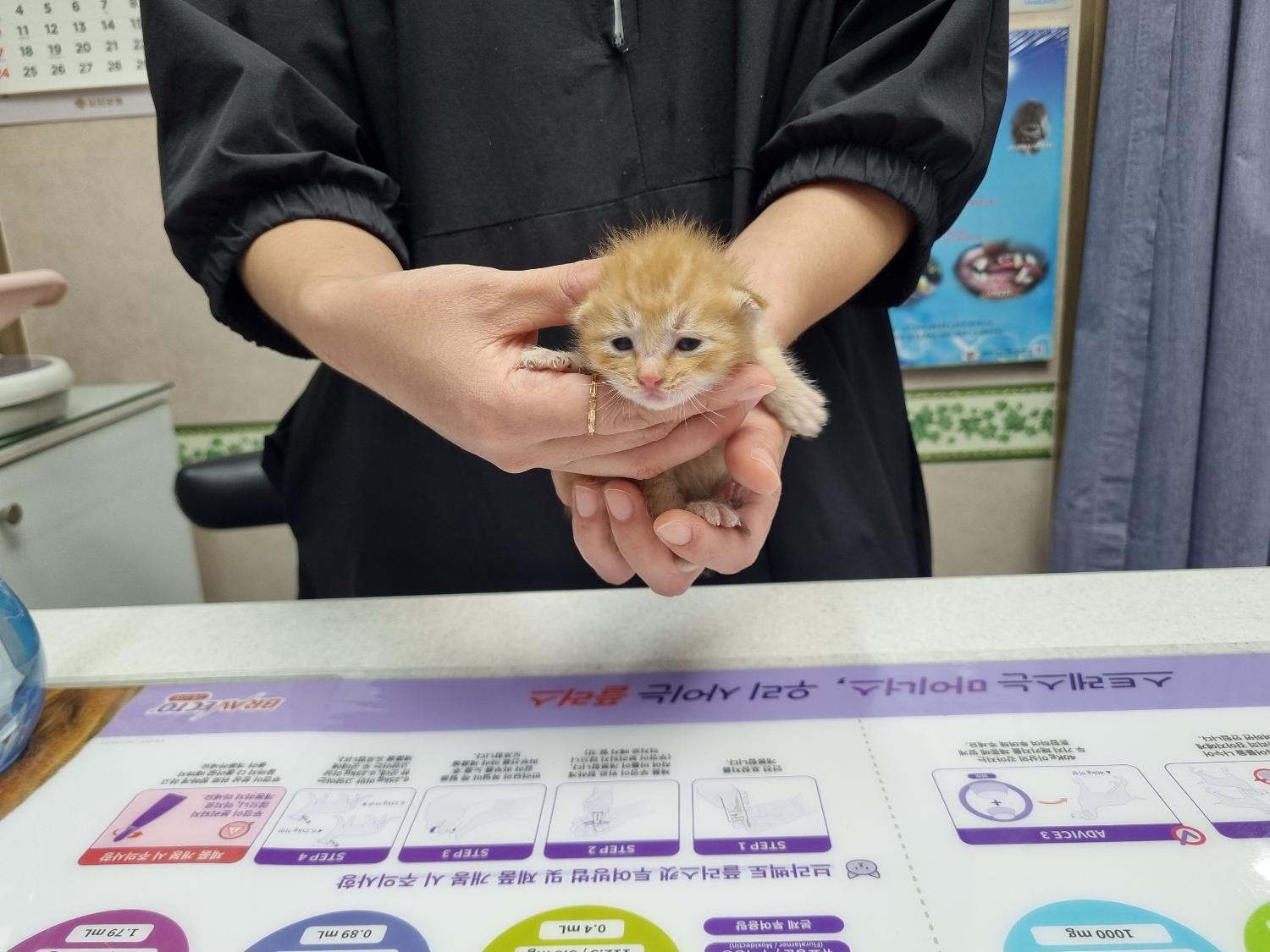 한국 고양이 이미지 파일 입니다.