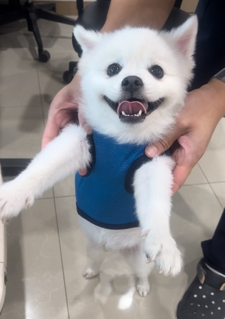 스피츠 이미지 파일 입니다.