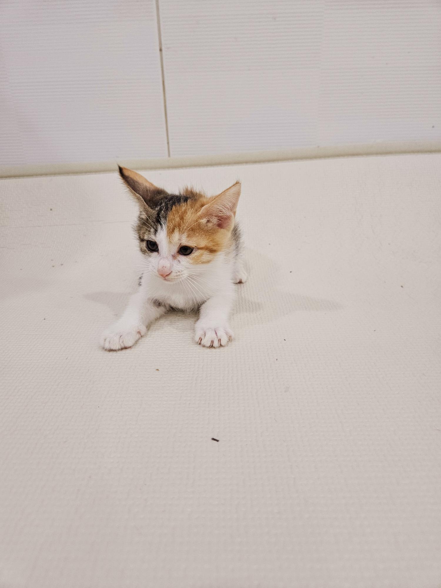 한국 고양이 이미지 파일 입니다.