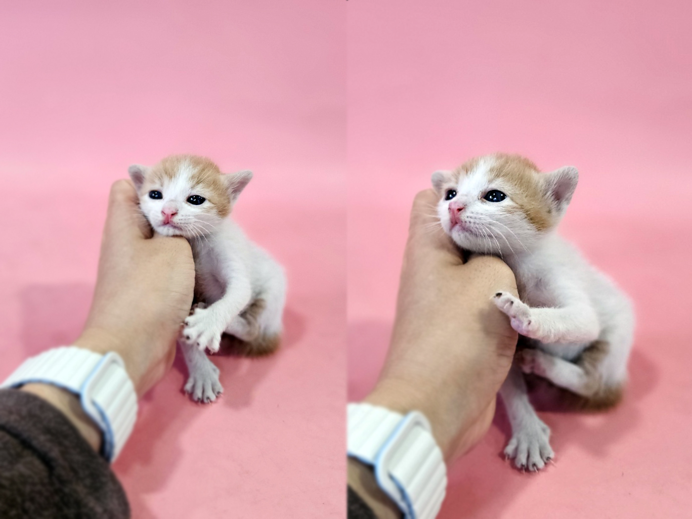 한국 고양이 이미지 파일 입니다.