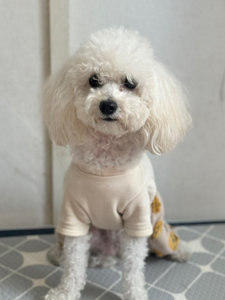 푸들 이미지 파일 입니다.