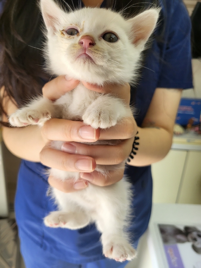 한국 고양이 이미지 파일 입니다.