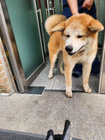 아키다 이미지 파일 입니다.