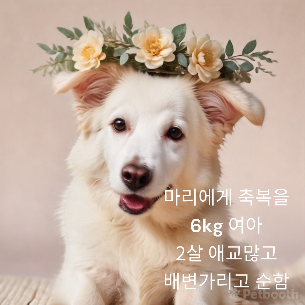화이트테리어 이미지 파일 입니다.