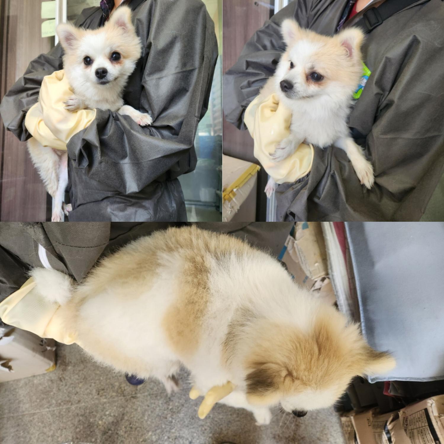 포메라니안 이미지 파일 입니다.