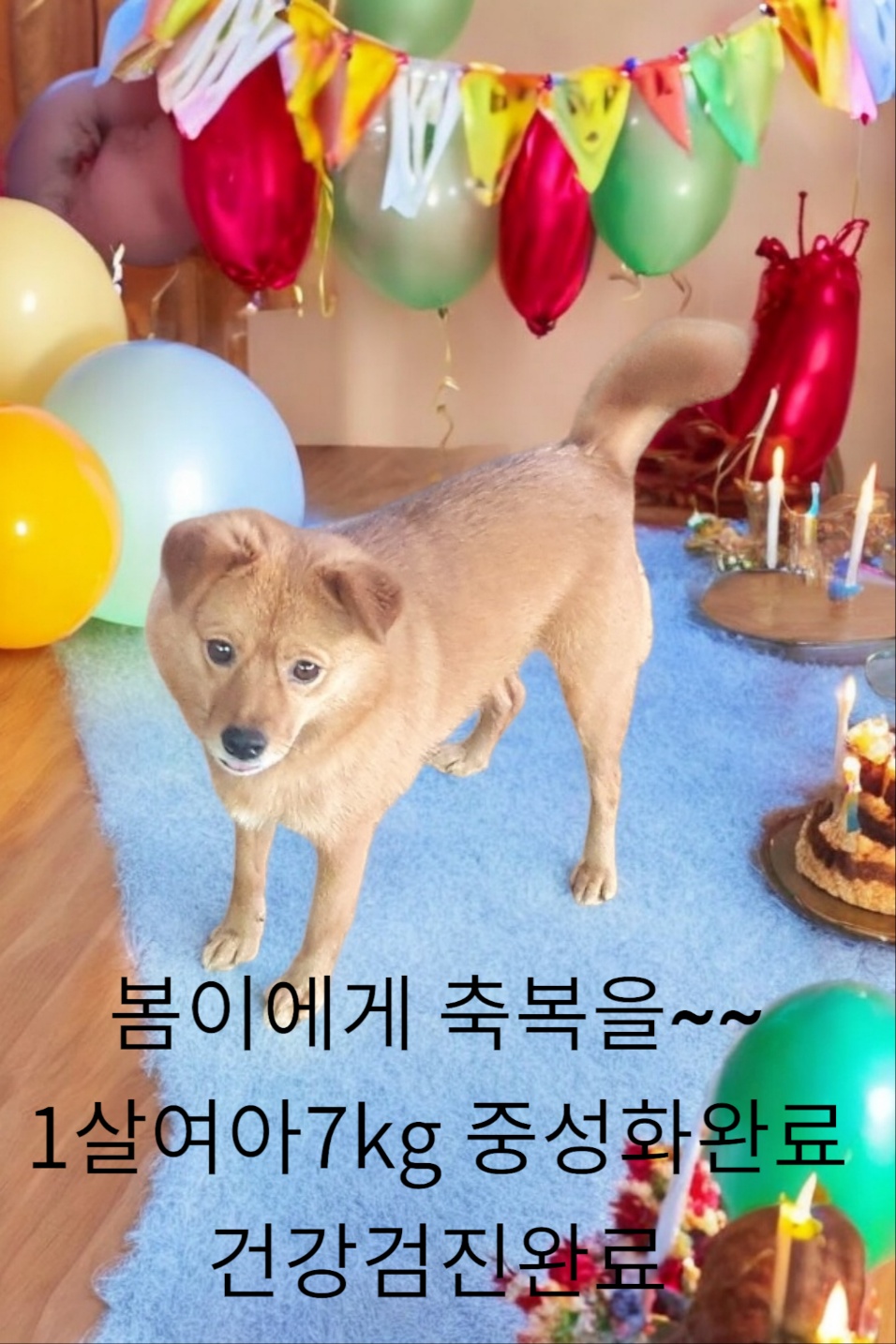 믹스견 이미지 파일 입니다.
