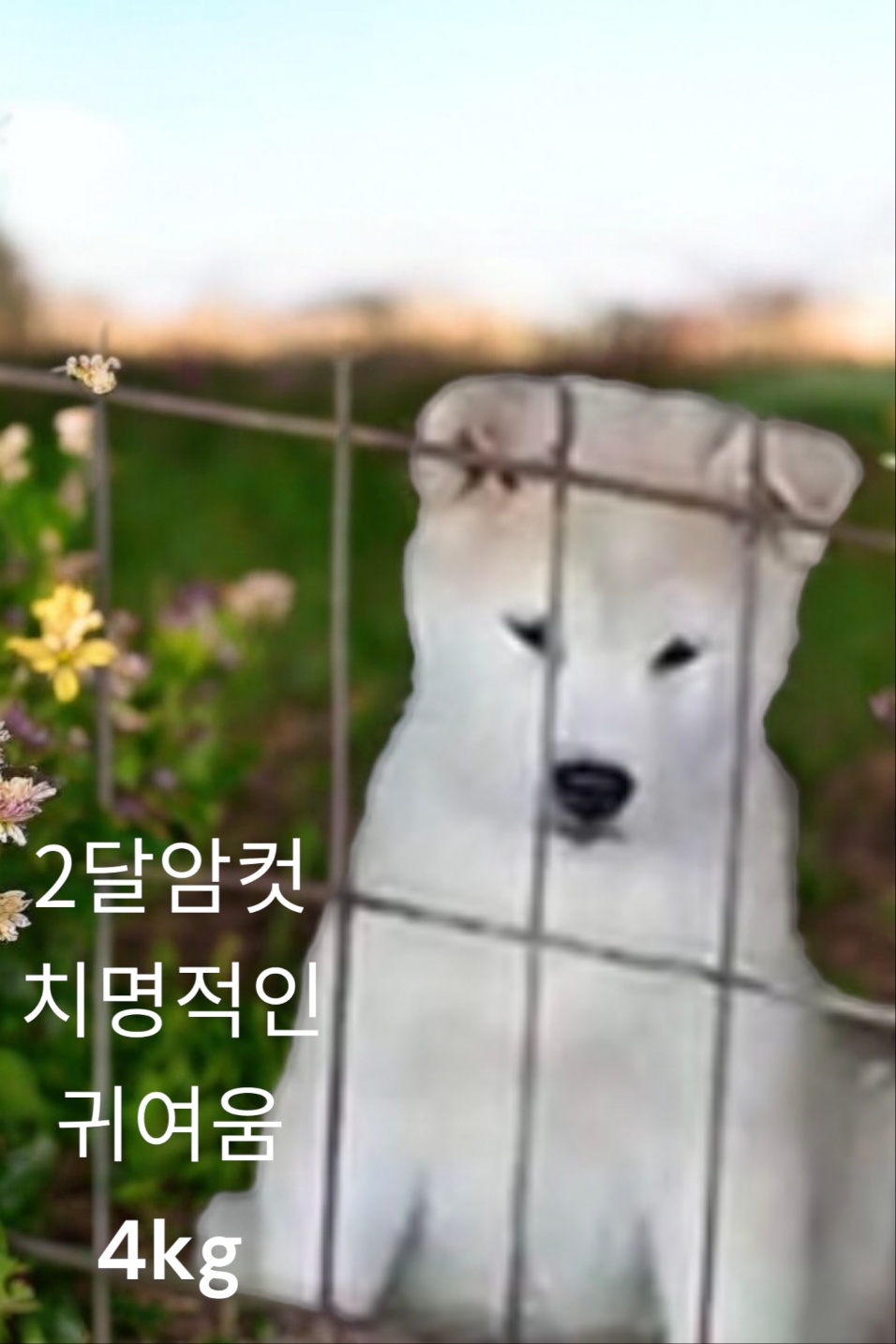 엄마는시바견 이미지 파일 입니다.