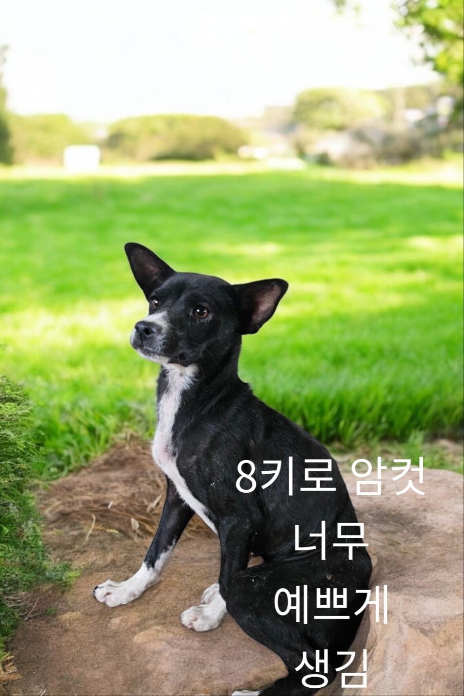 믹스견 이미지 파일 입니다.