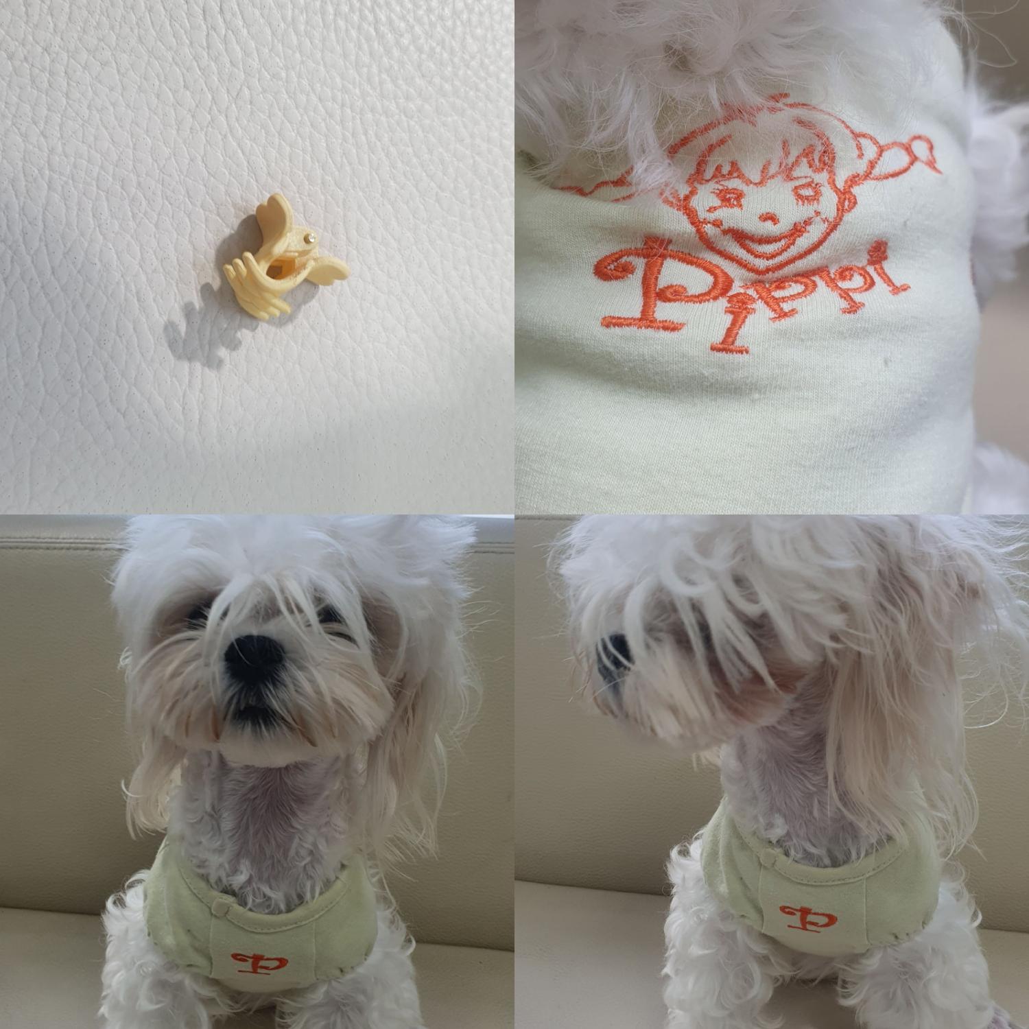 말티즈 이미지 파일 입니다.