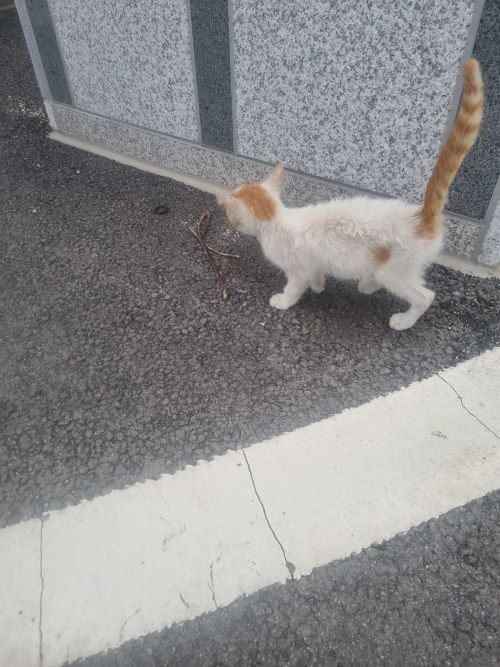 믹스묘 이미지 파일 입니다.