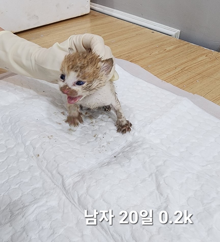 한국 고양이 이미지 파일 입니다.