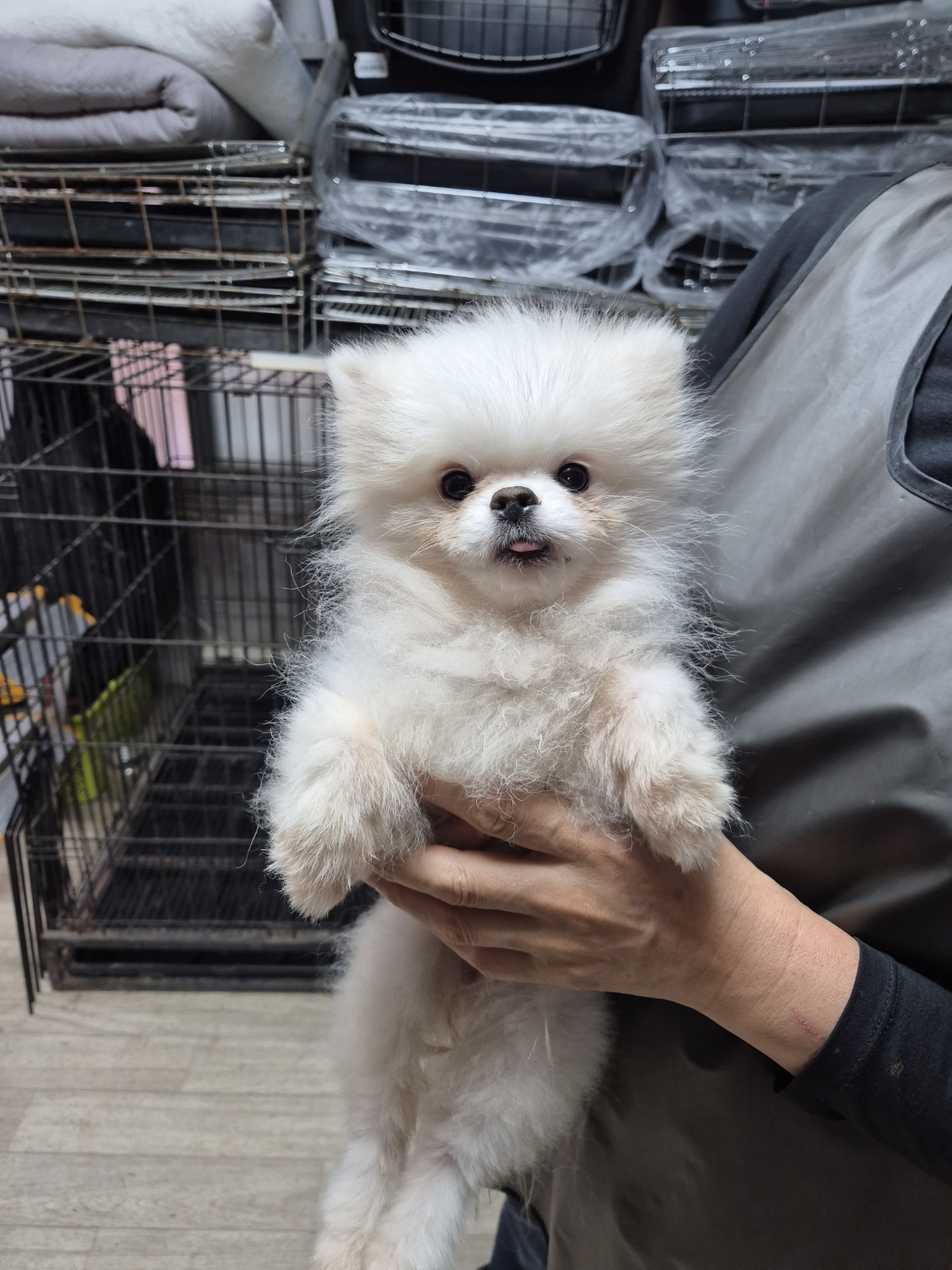 포메라니안 이미지 파일 입니다.