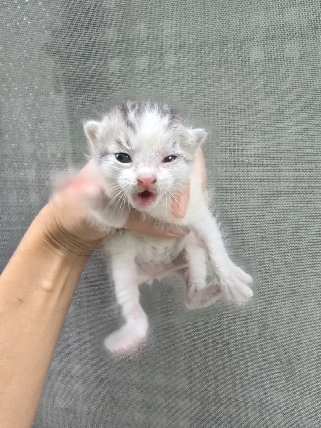 한국 고양이 이미지 파일 입니다.