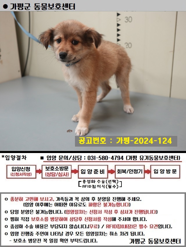 믹스견 이미지 파일 입니다.