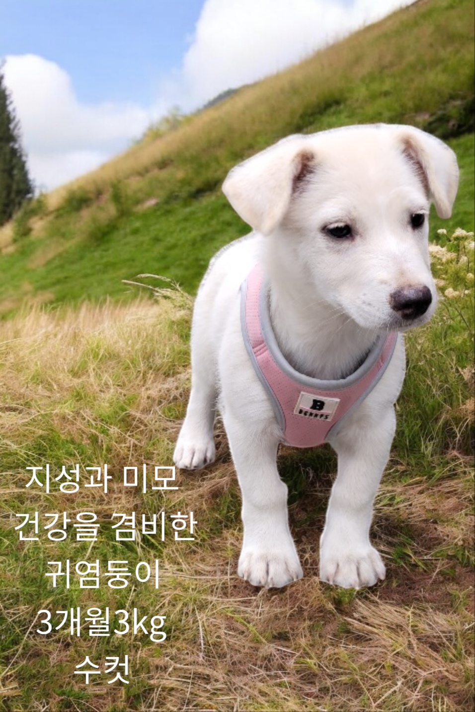 리트리버를 닮은 발바리 이미지 파일 입니다.