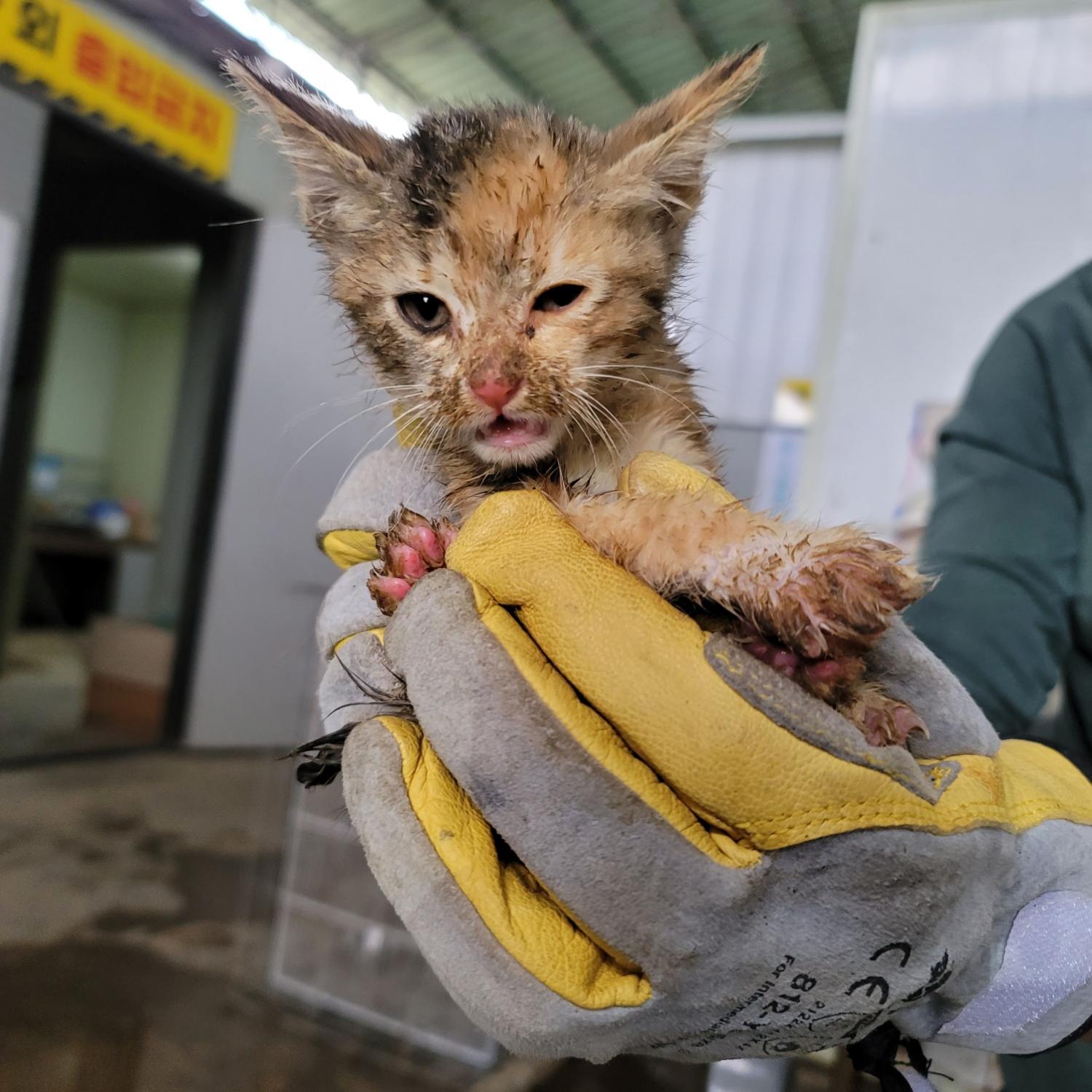 한국 고양이 이미지 파일 입니다.