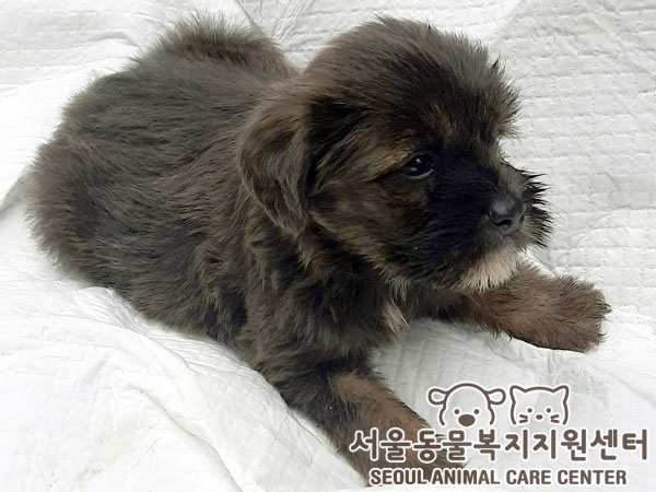 믹스견 이미지 파일 입니다.