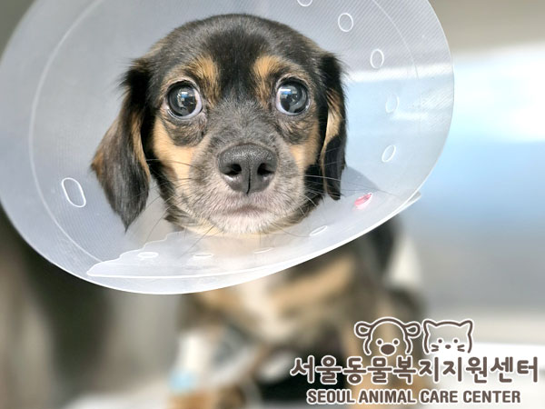 믹스견 이미지 파일 입니다.