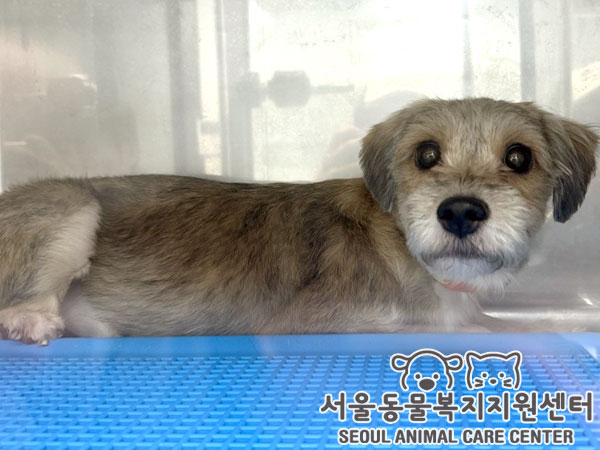 믹스견 이미지 파일 입니다.
