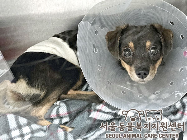 믹스견 이미지 파일 입니다.