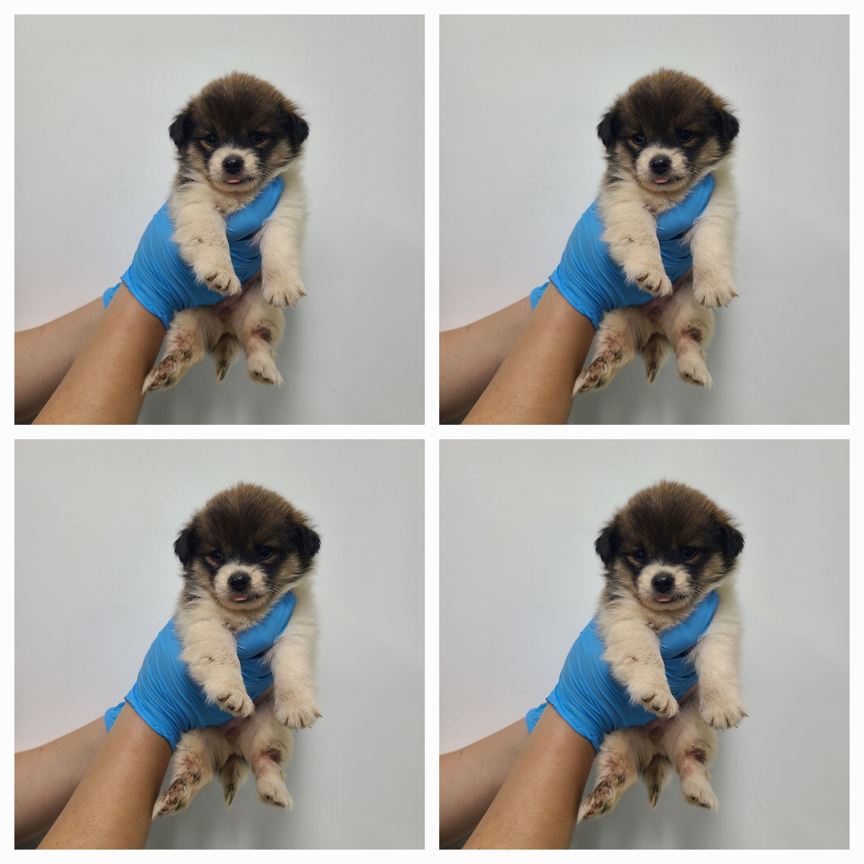 믹스견 이미지 파일 입니다.