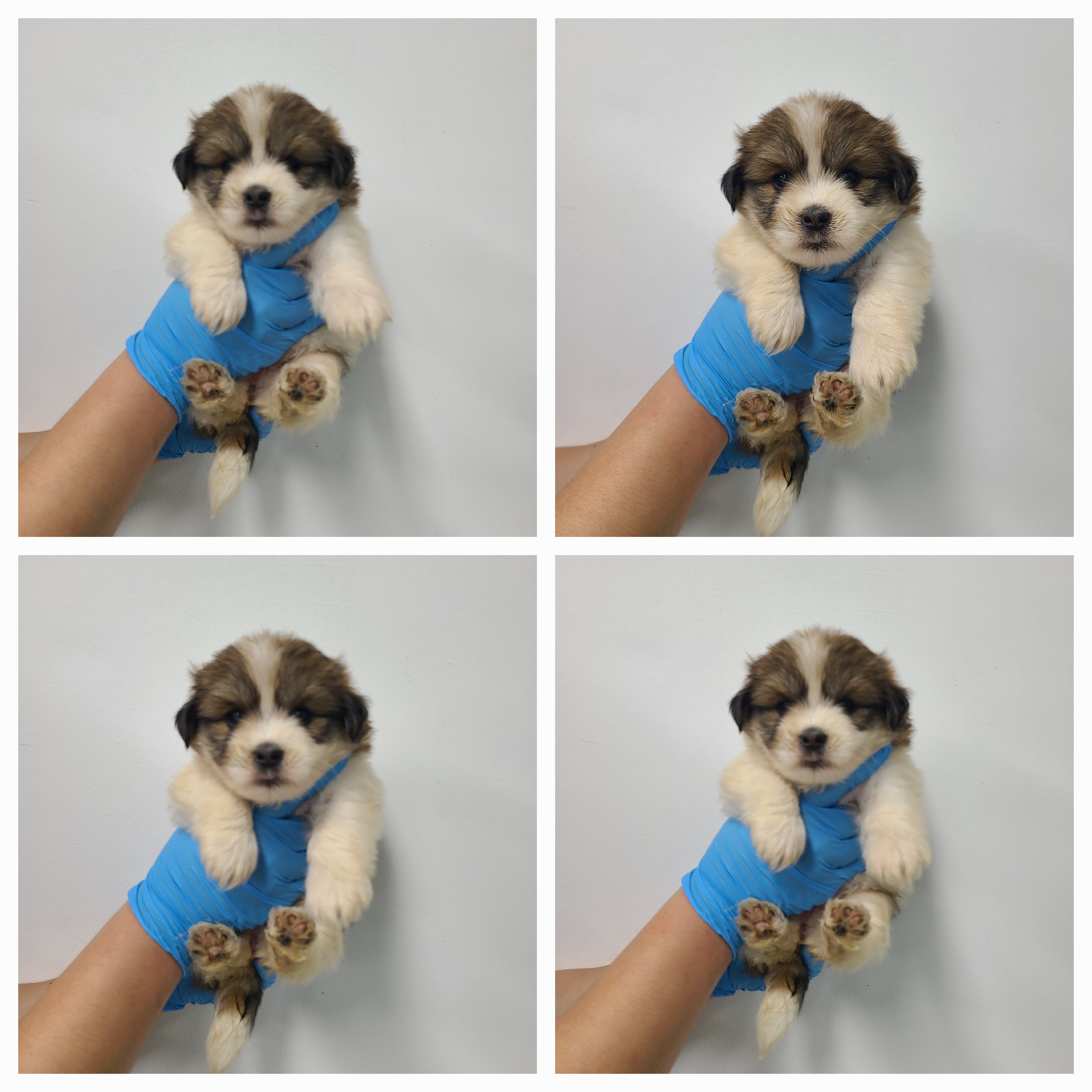 믹스견 이미지 파일 입니다.