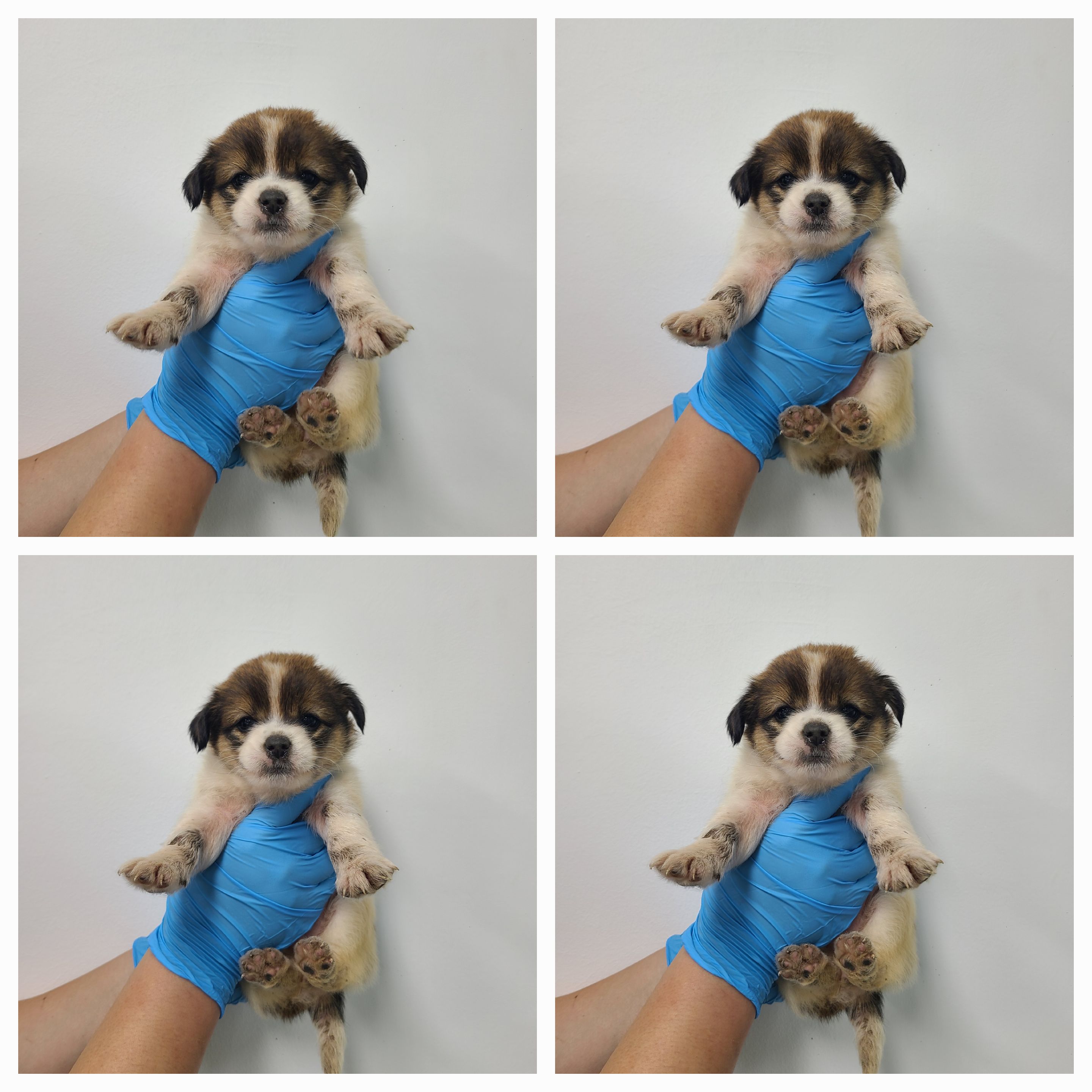 믹스견 이미지 파일 입니다.
