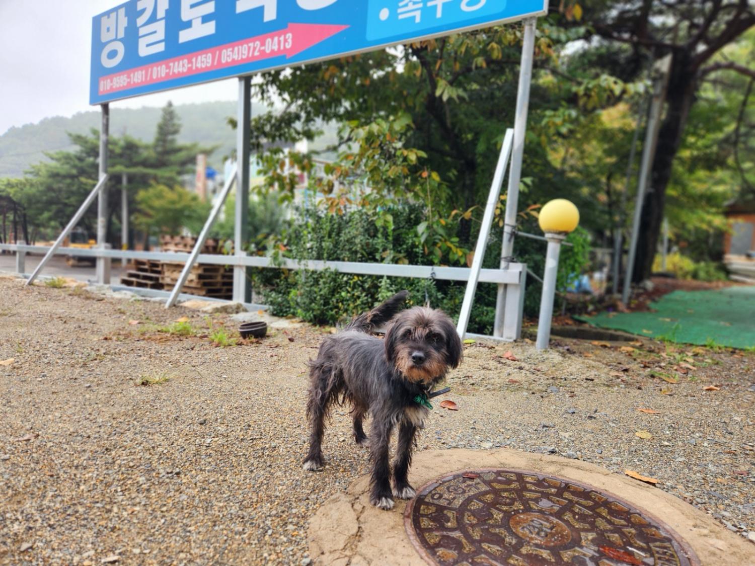 믹스견 이미지 파일 입니다.