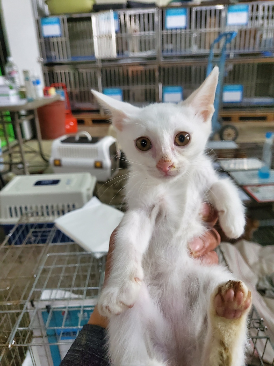 한국 고양이 이미지 파일 입니다.