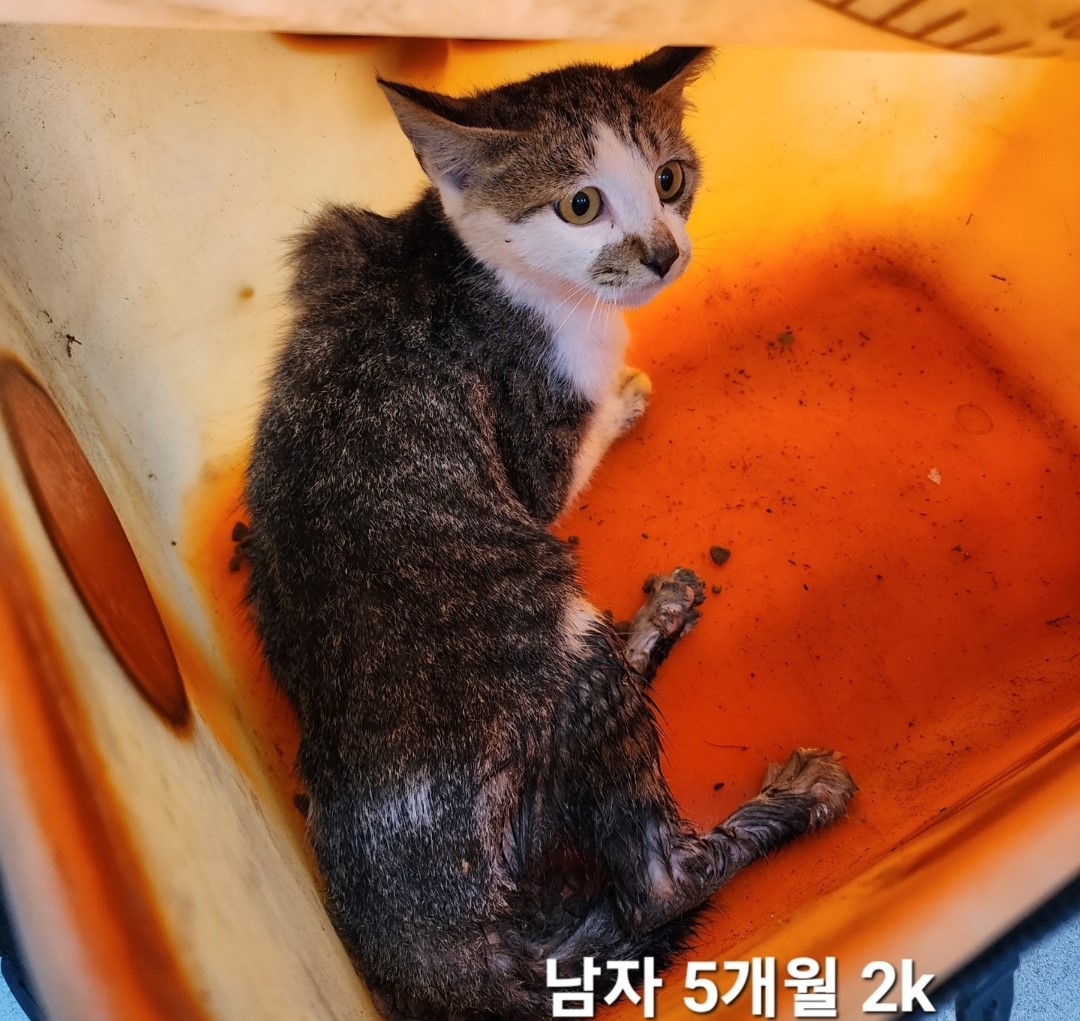 한국 고양이 이미지 파일 입니다.