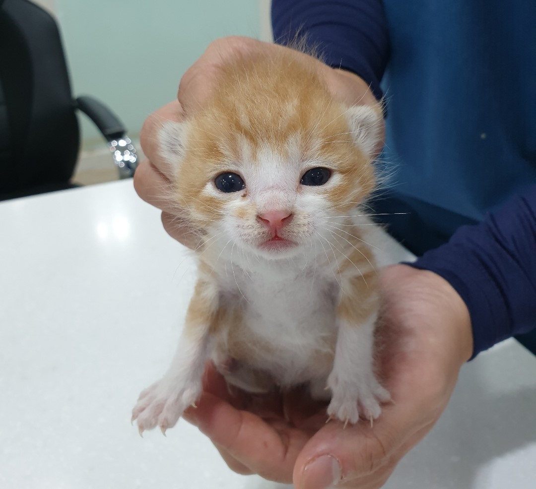 한국 고양이 이미지 파일 입니다.