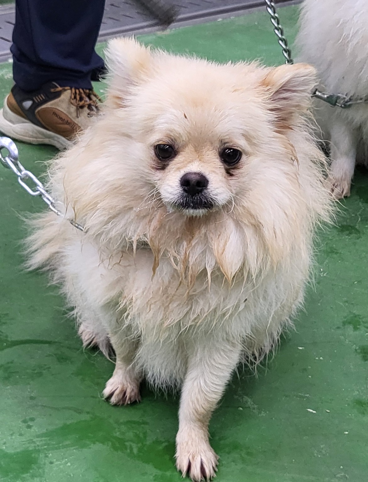 포메라니안 이미지 파일 입니다.
