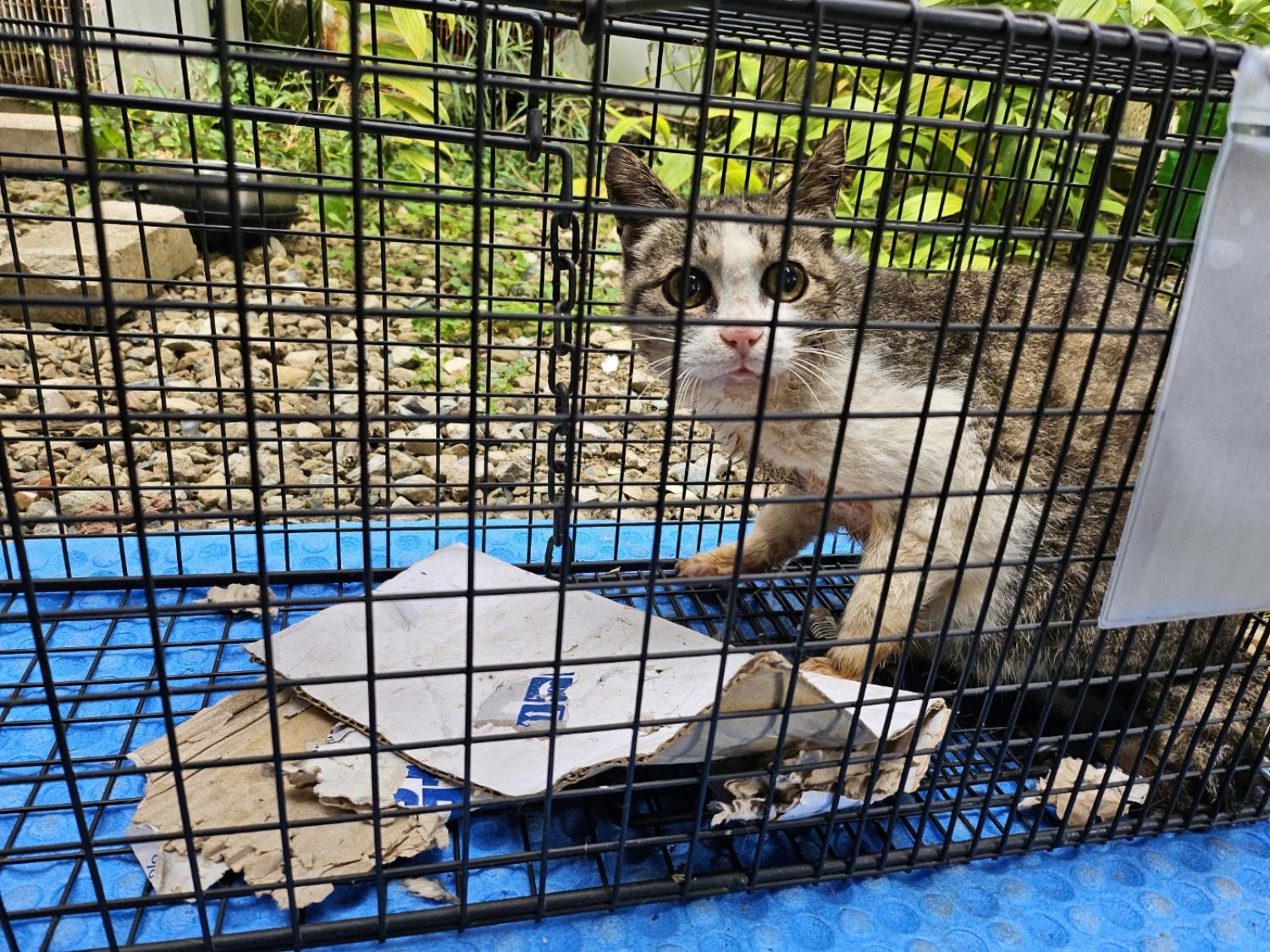 한국 고양이 이미지 파일 입니다.
