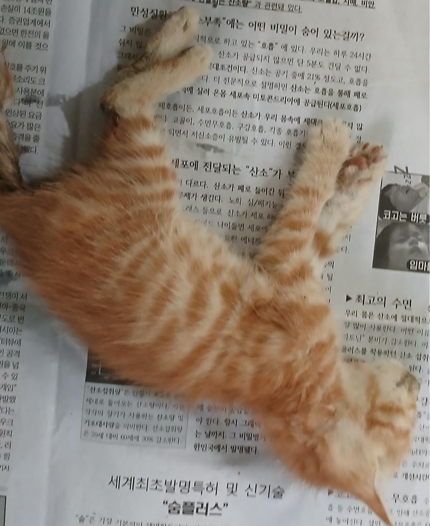 한국 고양이 이미지 파일 입니다.