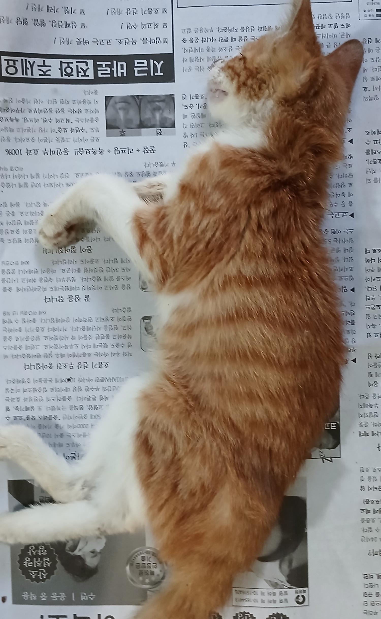 한국 고양이 이미지 파일 입니다.