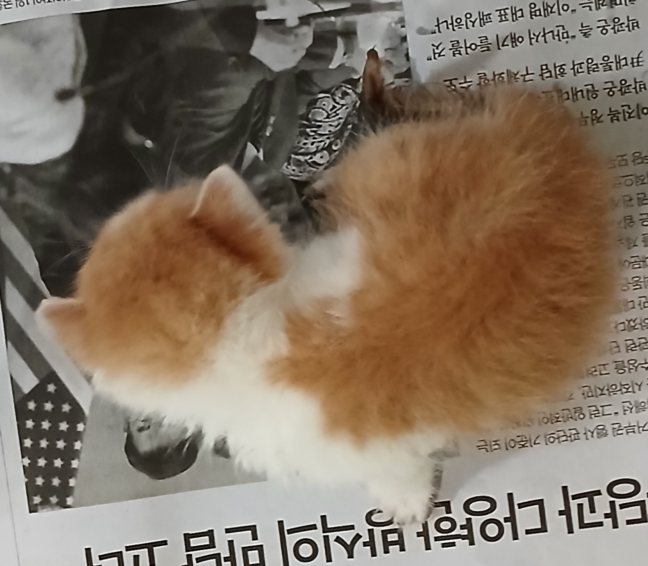 한국 고양이 이미지 파일 입니다.