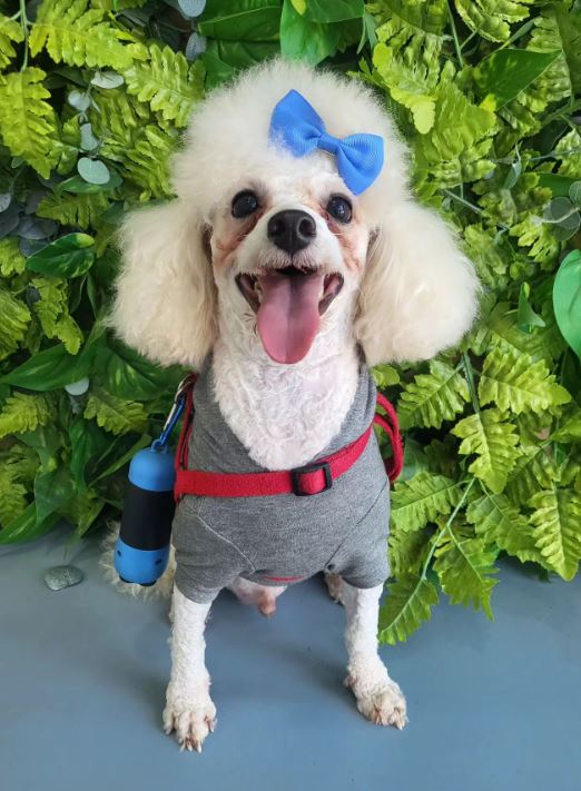 푸들 이미지 파일 입니다.