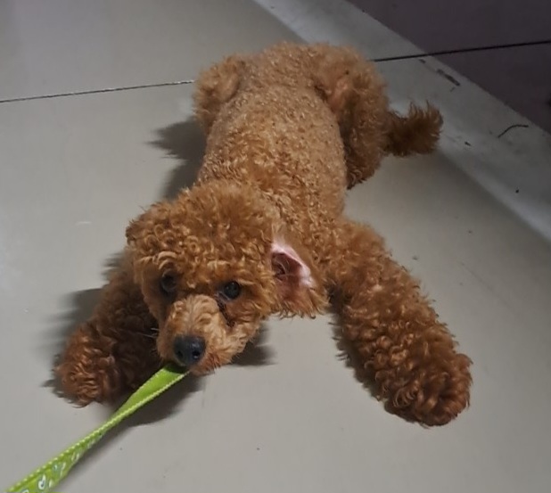 푸들 이미지 파일 입니다.