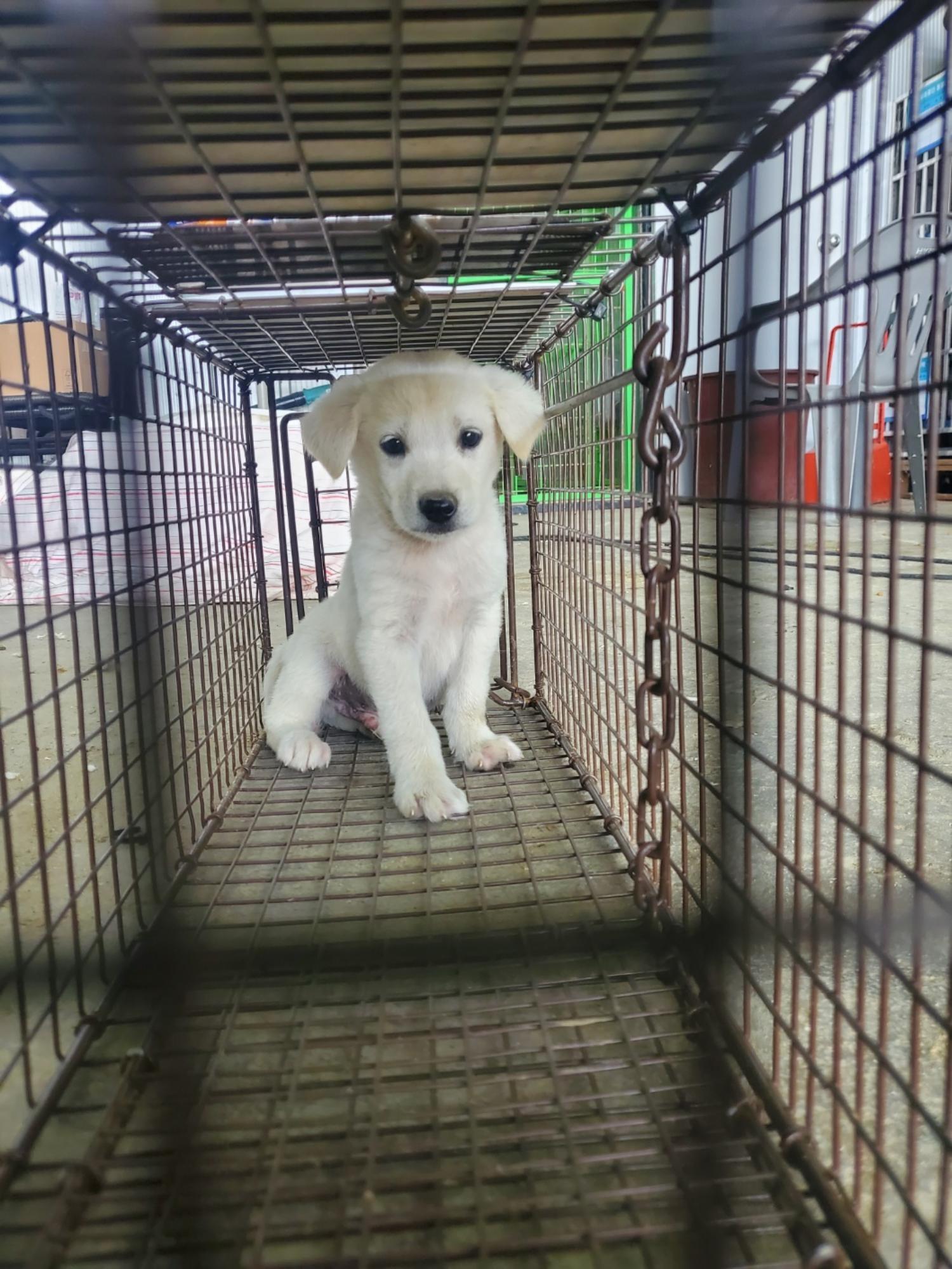 믹스견 이미지 파일 입니다.