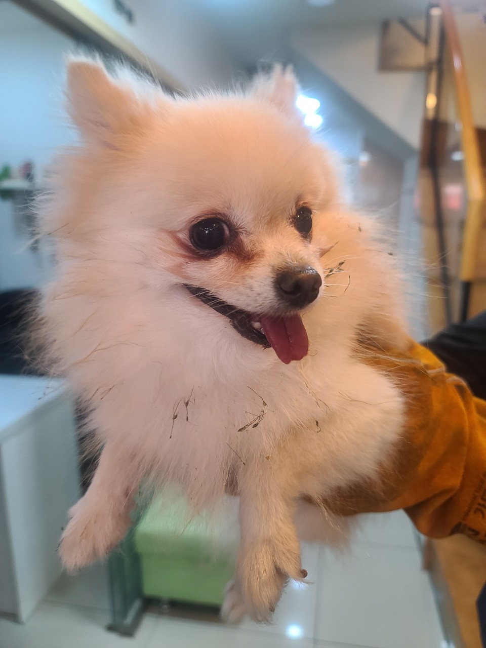 포메라니안 이미지 파일 입니다.
