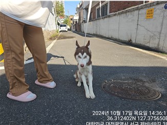시베리안 허스키 이미지 파일 입니다.