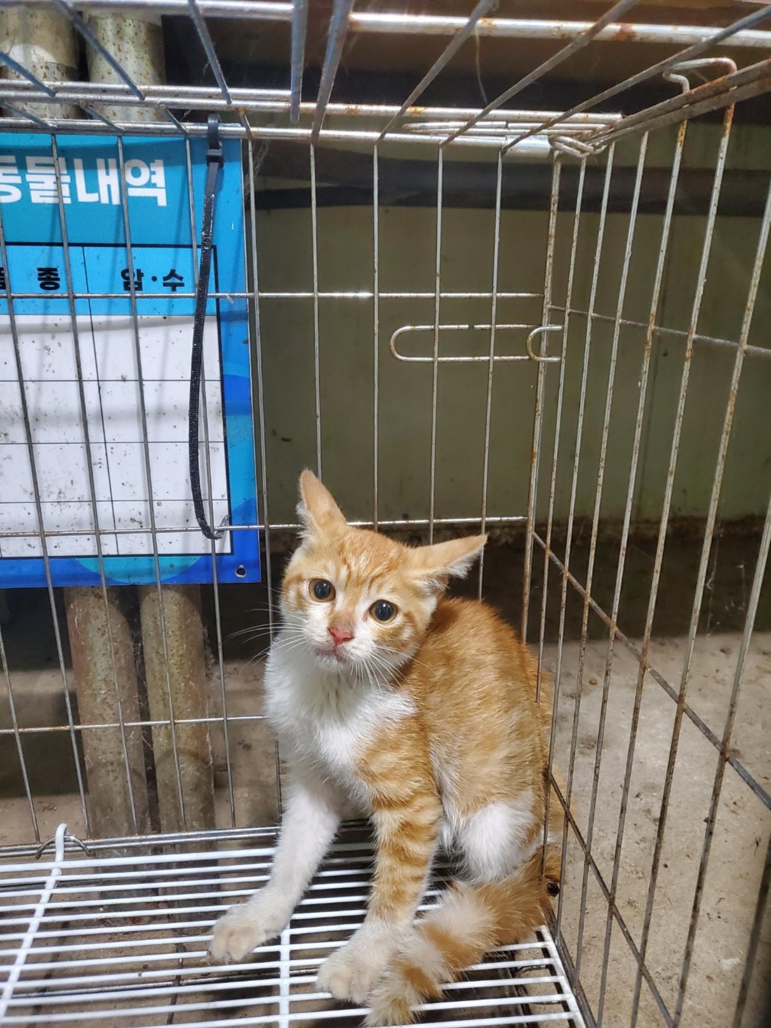 한국 고양이 이미지 파일 입니다.