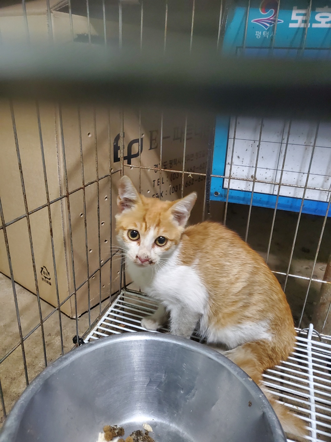 한국 고양이 이미지 파일 입니다.