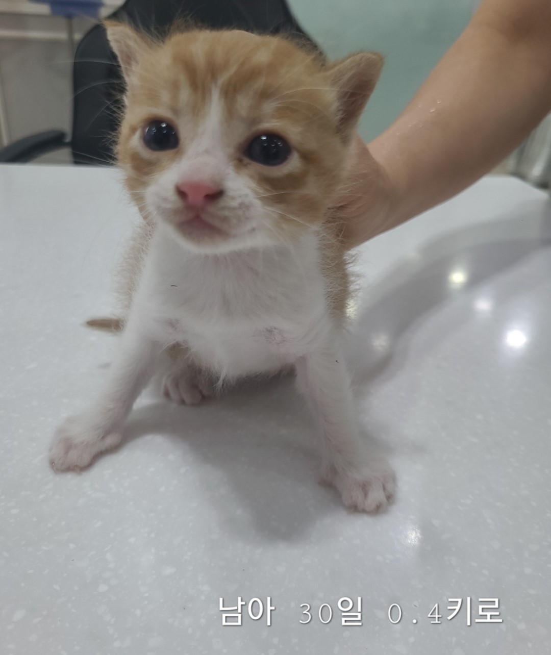 한국 고양이 이미지 파일 입니다.