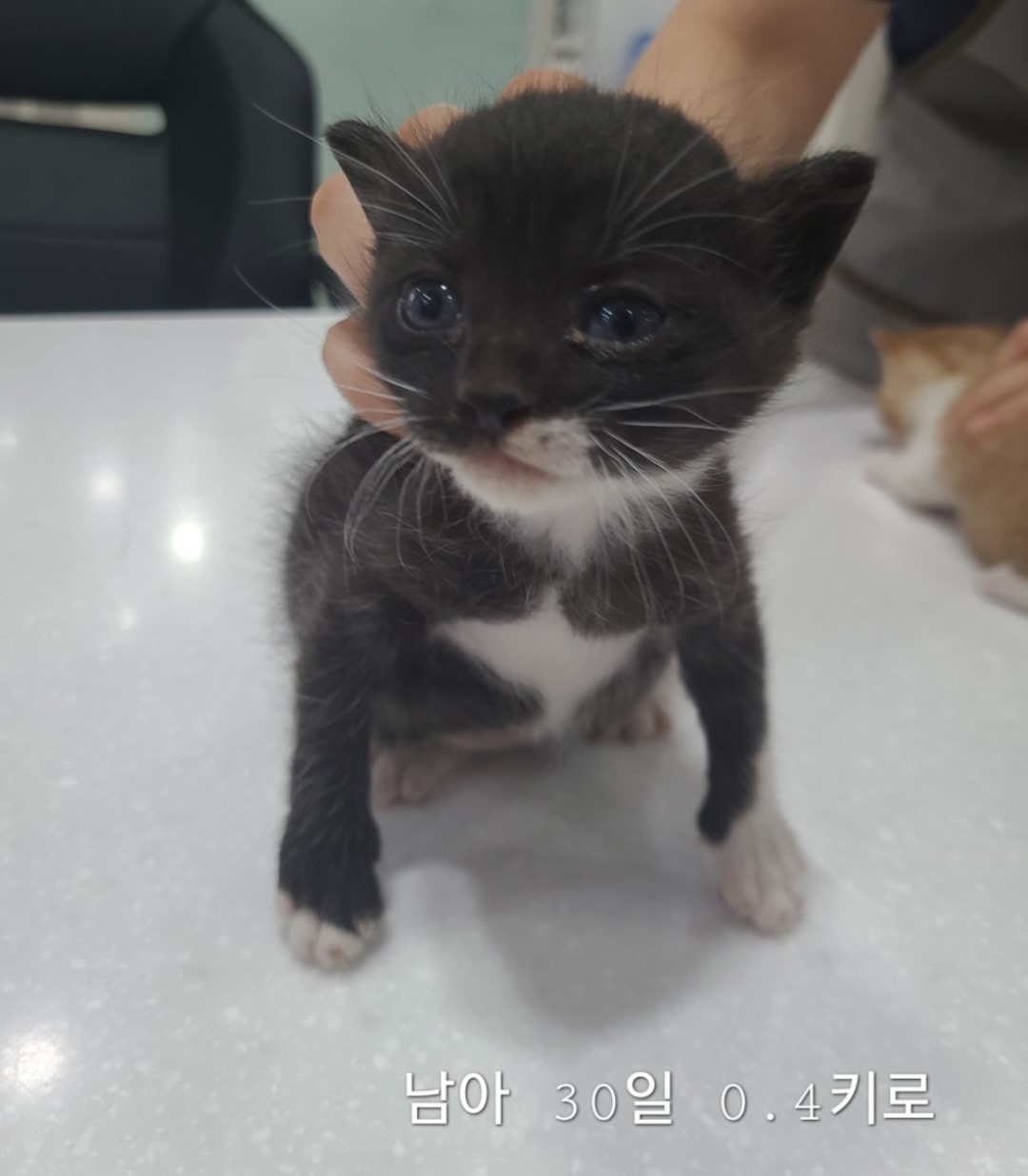 한국 고양이 이미지 파일 입니다.